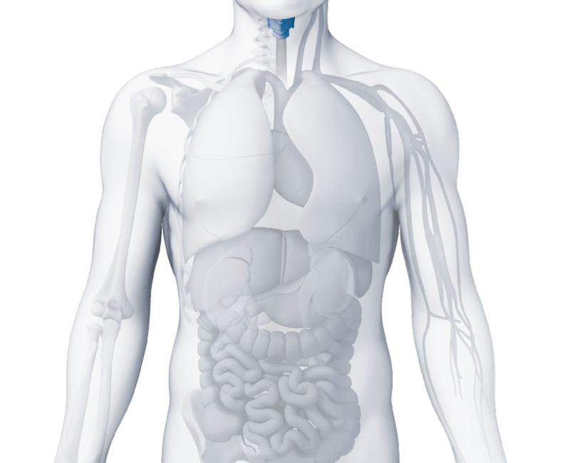 Endocrinología