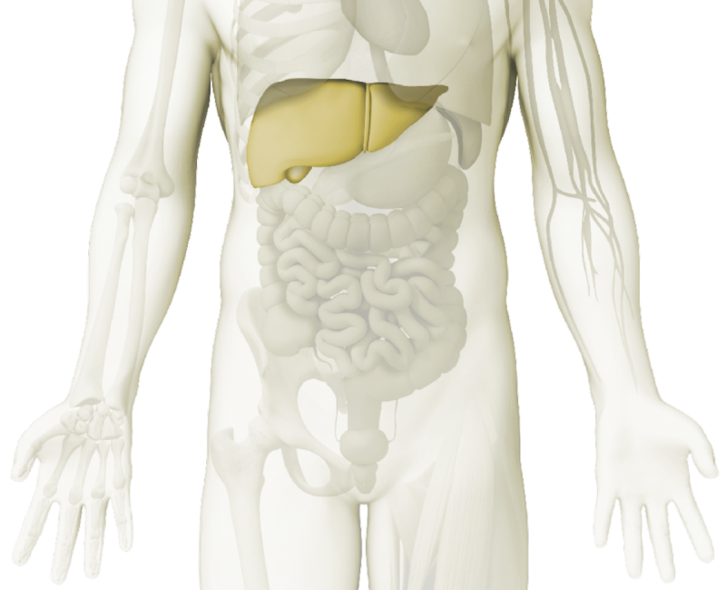 Grafica - hepatología