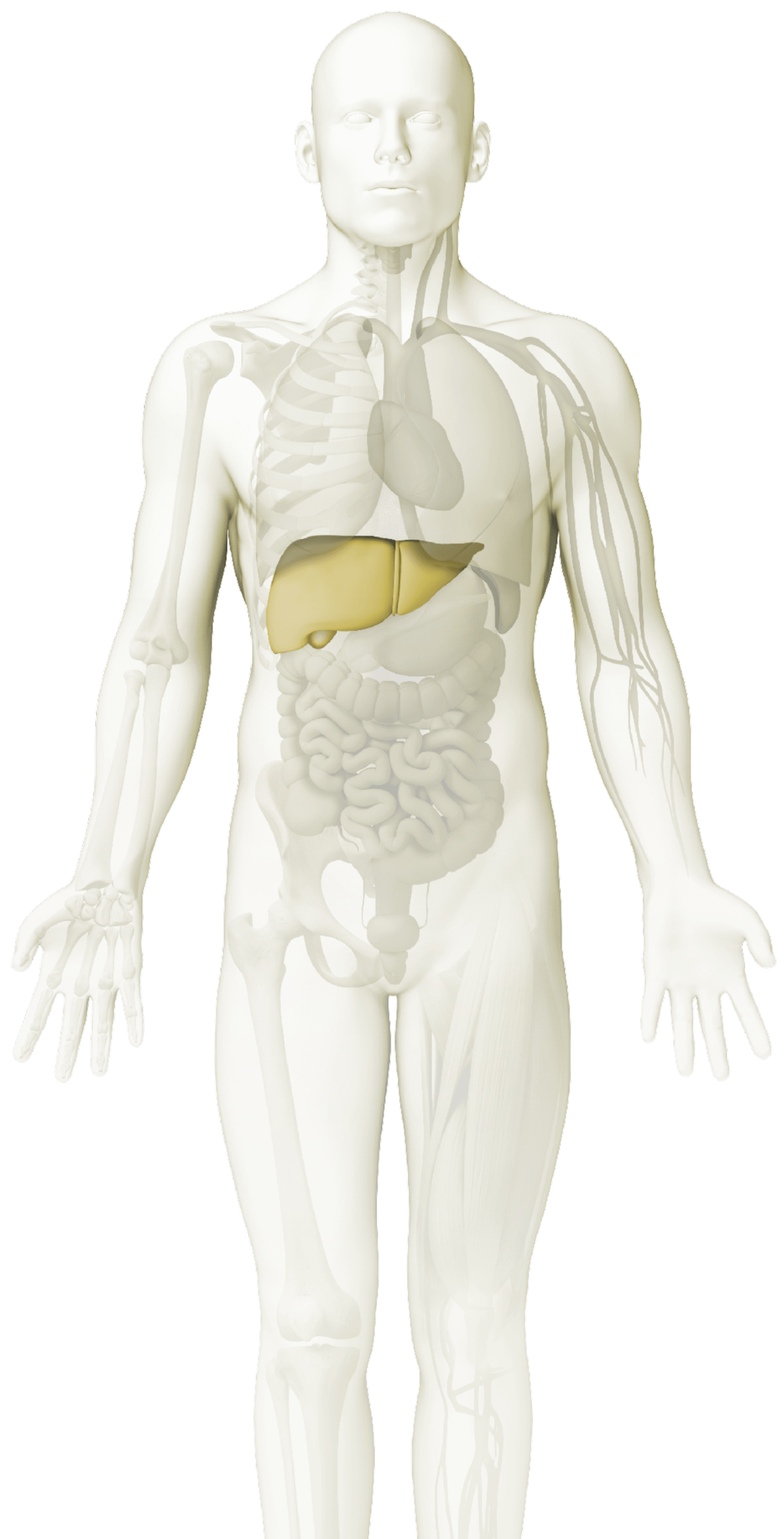 Grafica - hepatología