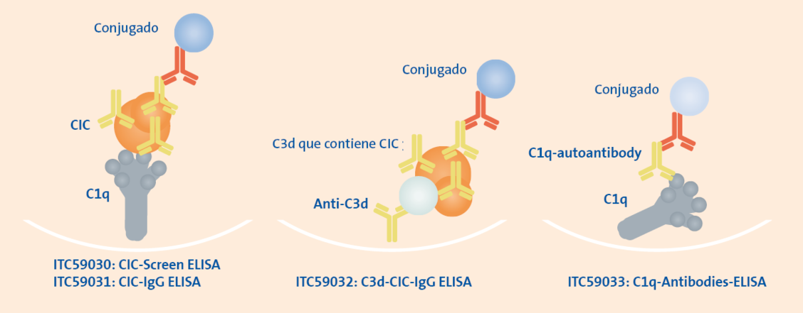 Deposición de complejos inmunes circulantes (CIC)
