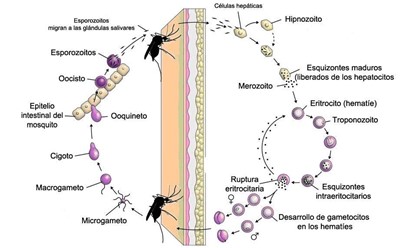 Ciclo biologico de la malaria